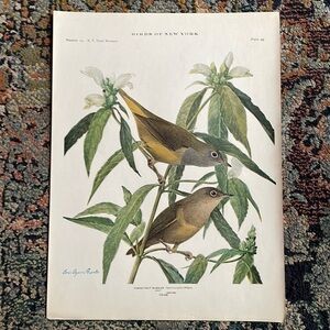 Antique Ornithological Bird Print Original